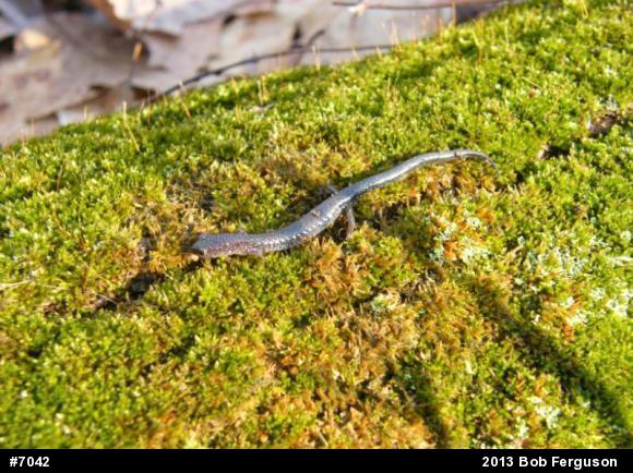 Eastern Red-backed  Salamander