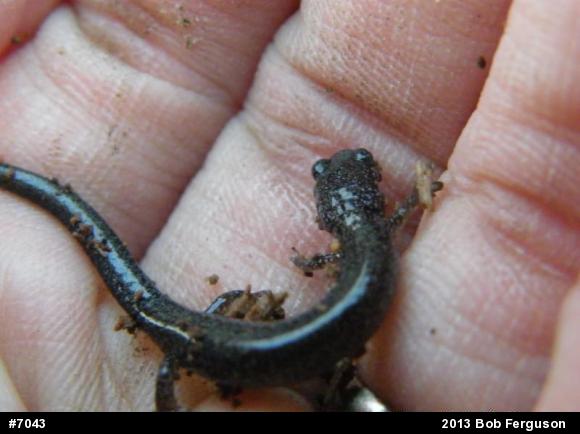 Eastern Red-backed  Salamander