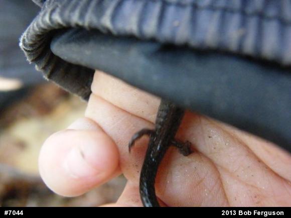Eastern Red-backed  Salamander