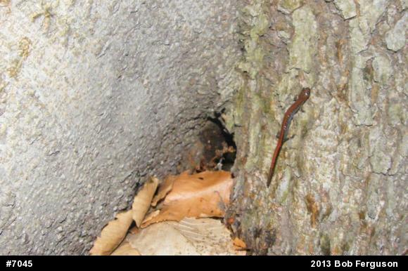 Eastern Red-backed  Salamander