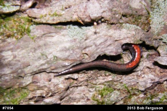 Eastern Red-backed  Salamander