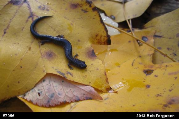 Eastern Red-backed  Salamander