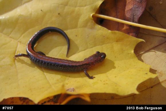 Eastern Red-backed  Salamander