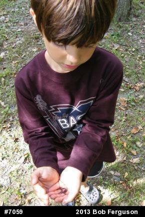 Eastern Red-backed  Salamander
