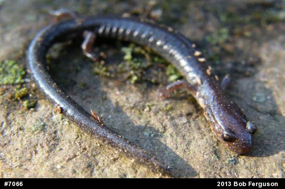Eastern Red-backed  Salamander