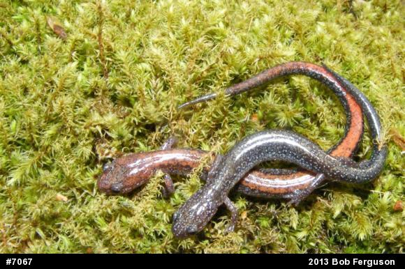 Eastern Red-backed  Salamander