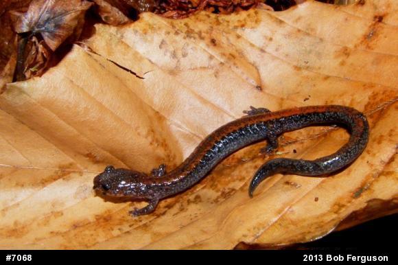 Eastern Red-backed  Salamander