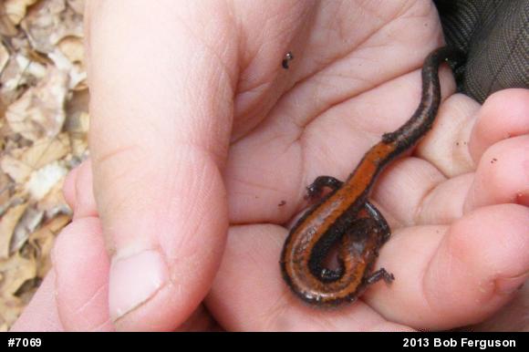 Eastern Red-backed  Salamander