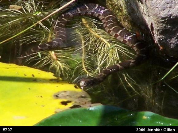 Northern Watersnake