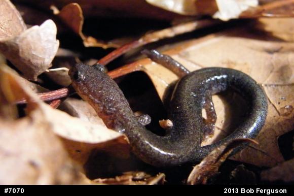 Eastern Red-backed  Salamander