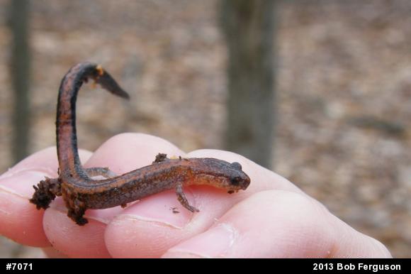 Eastern Red-backed  Salamander