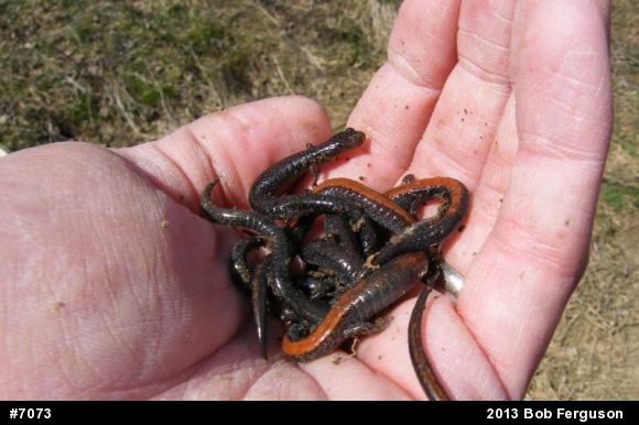 Eastern Red-backed  Salamander