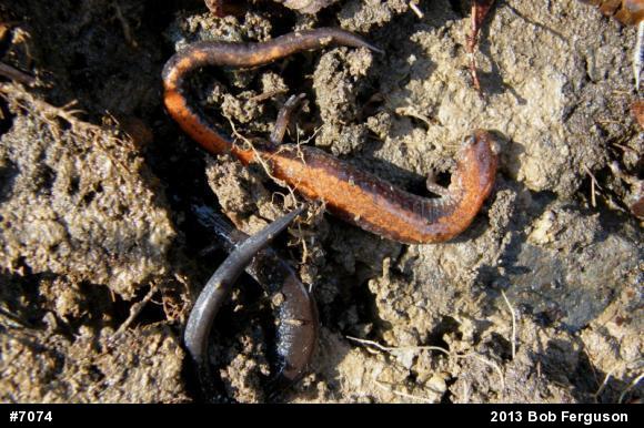 Eastern Red-backed  Salamander