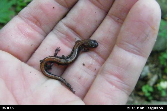 Eastern Red-backed  Salamander