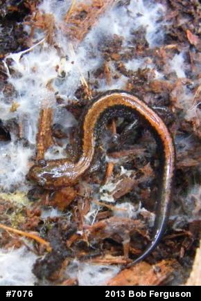 Eastern Red-backed  Salamander