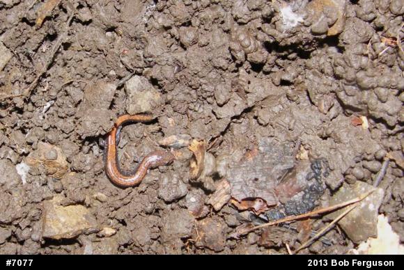 Eastern Red-backed  Salamander