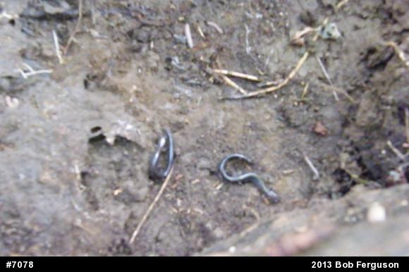 Eastern Red-backed  Salamander