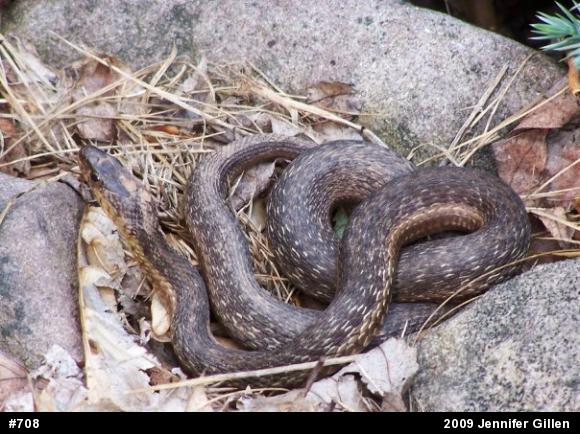 Eastern Gartersnake