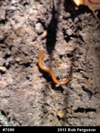 Eastern Red-backed  Salamander