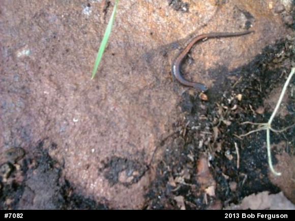 Eastern Red-backed  Salamander