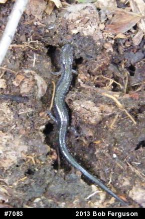 Eastern Red-backed  Salamander