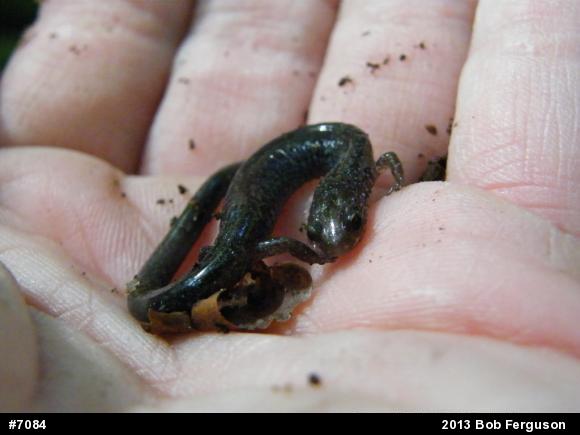 Eastern Red-backed  Salamander