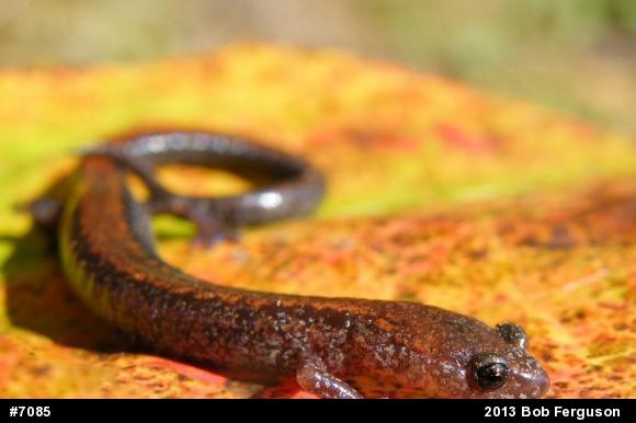 Eastern Red-backed  Salamander