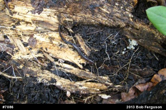 Eastern Red-backed  Salamander