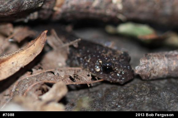 Eastern Red-backed  Salamander