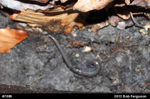 Eastern Red-backed  Salamander