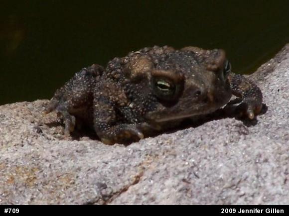 Eastern American Toad