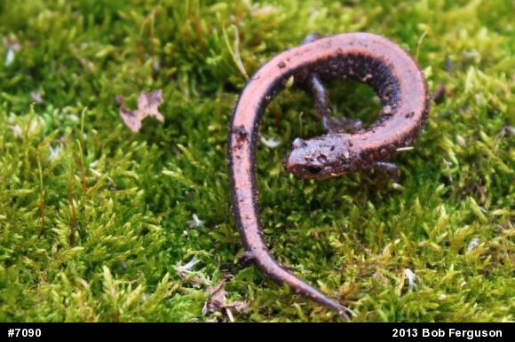 Eastern Red-backed  Salamander
