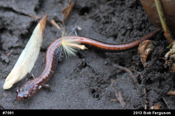 Eastern Red-backed  Salamander