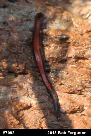 Eastern Red-backed  Salamander