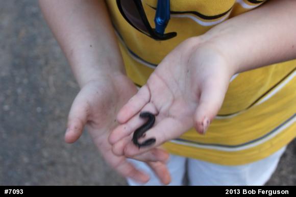 Eastern Red-backed  Salamander
