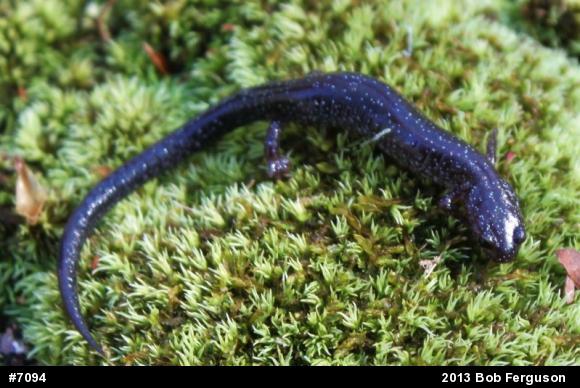 Eastern Red-backed  Salamander