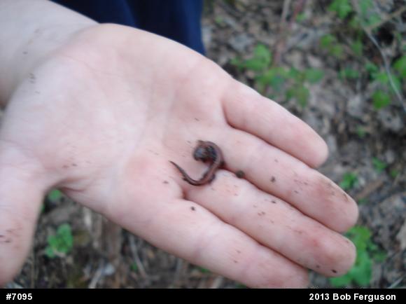 Eastern Red-backed  Salamander
