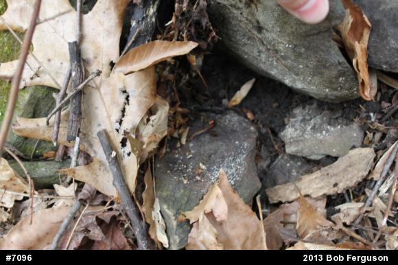 Eastern Red-backed  Salamander