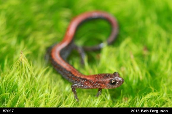 Eastern Red-backed  Salamander