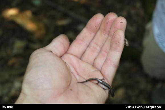Eastern Red-backed  Salamander