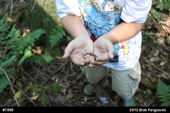 Eastern Red-backed  Salamander