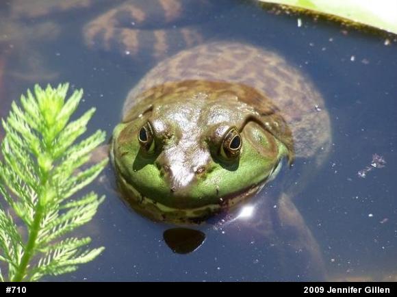 American Bullfrog