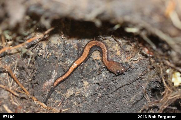 Eastern Red-backed  Salamander