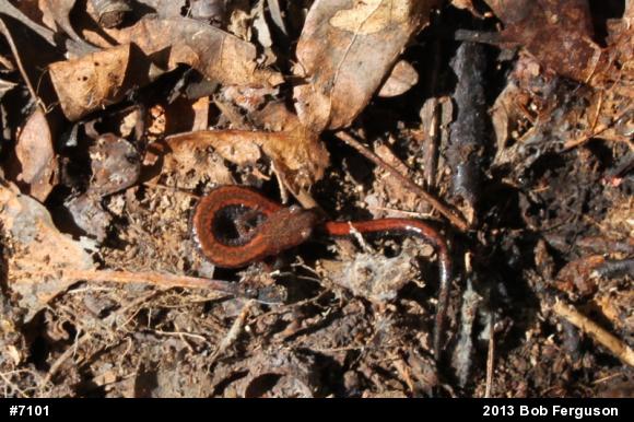 Eastern Red-backed  Salamander