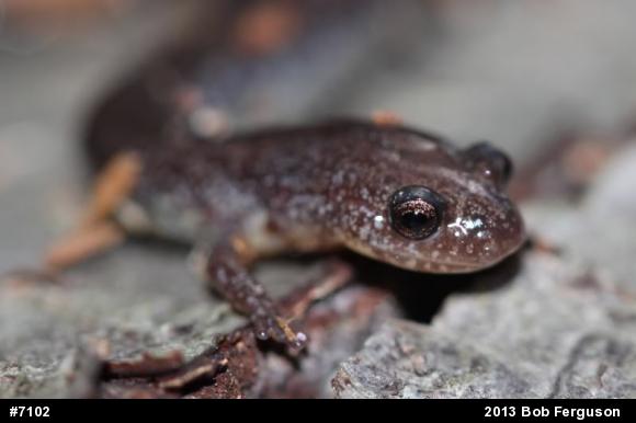 Eastern Red-backed  Salamander