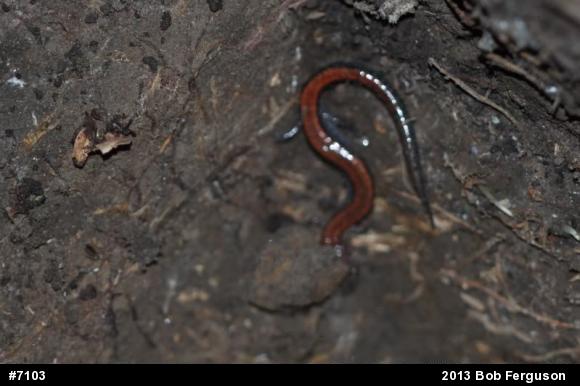 Eastern Red-backed  Salamander