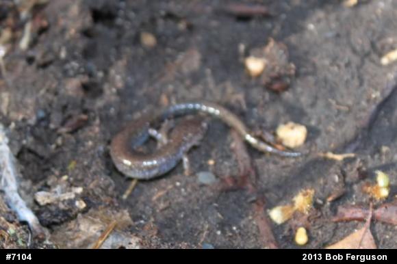 Eastern Red-backed  Salamander