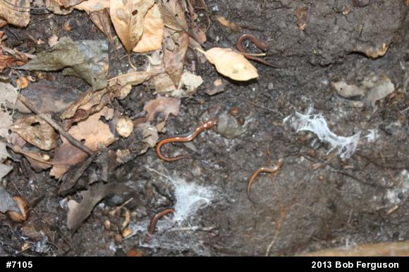 Eastern Red-backed  Salamander