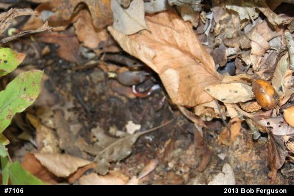 Eastern Red-backed  Salamander