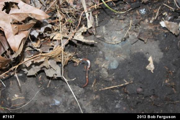 Eastern Red-backed  Salamander